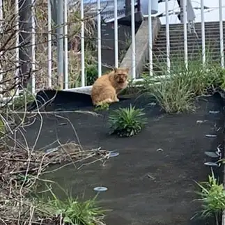 獅子神すぎるネコ　　ぷにのたまこさん
