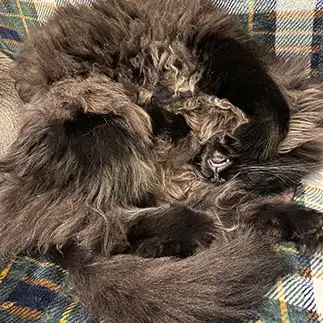 お顔はどこ？すぎるネコ　　カジハラさん