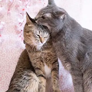 桜の下の惨劇すぎるネコ　　ゆずなつさん
