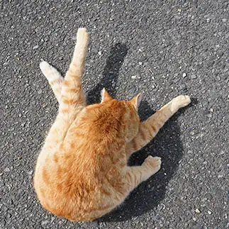 猫背すぎるネコ　　Tetsuyaさん