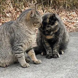 あいさつがとても丁寧すぎるネコ　　ハムカツさん