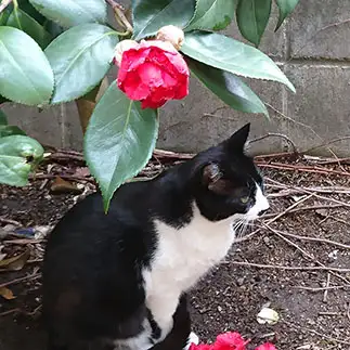 椿の花にもののあはれを感じすぎるネコ　　美帆子さん