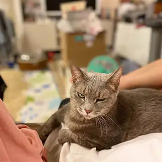 丹下左膳すぎるネコ　　茶々さん