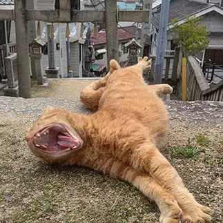 これ以上無いくらいの、あくびをしすぎるネコ　　t.takaharuさん