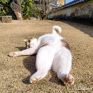 足が大根2本に見えすぎるネコ　　t.takaharuさん