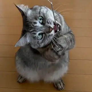 仕草はかわいいけれど顔が必死すぎるネコ　　りんたろうさん