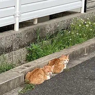 連なりすぎるネコ　　からくりぴーちさん