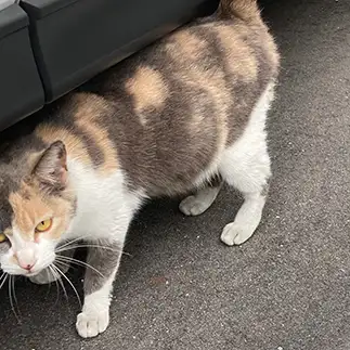 オメデタすぎるネコ　　からくりぴーちさん