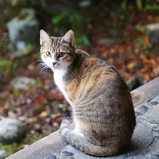 おすましすぎるネコ　　クロとチャチャさん