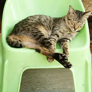 くつろぎすぎるネコ　　クロとチャチャさん