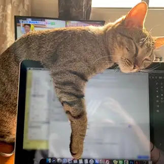 テレワークを邪魔したすぎるネコ　　さお。さん
