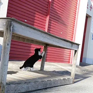 大道具を淡々とやっつけ仕事しすぎるネコ　　ねこたろうさん