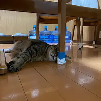 見て欲しすぎるネコ　　石黒友栄さん