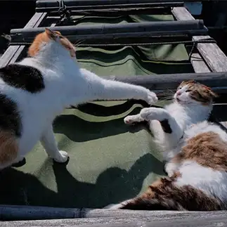 渾身の右ストリートがすかぶりすぎるネコ　　外猫屋にゃん蔵さん