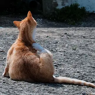 肩こりが辛すぎるネコ　　外猫屋にゃん蔵さん