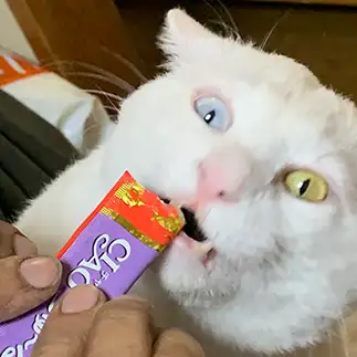 必死すぎるネコ　　こゆきさん