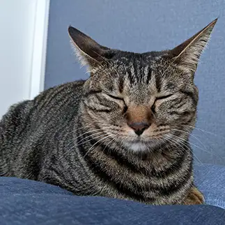 悟りを開きすぎるネコ　　やよいさん