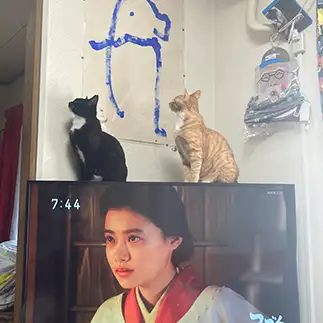 シンクロしすぎるネコ　　banmamiさん