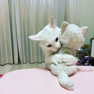 愛しすぎるネコ　　anniさん