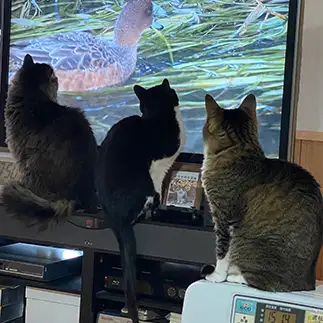 テレビに夢中すぎるネコ　　るびぃさん