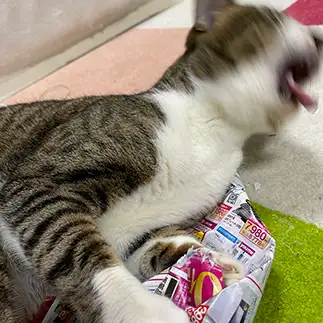お肉じゃないことに気づき驚きすぎるネコ　　光さん