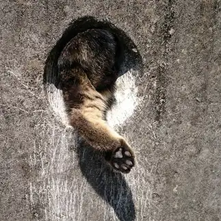 必死に逃げすぎるネコ　　ケイコさん