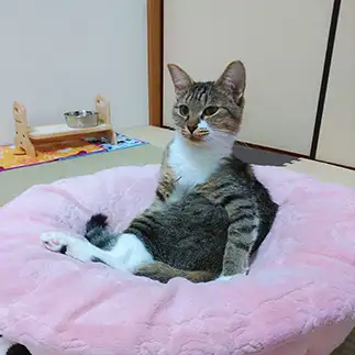 座り方のお行儀が良すぎるネコ　　吉冨 武留さん