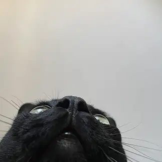オットセイすぎるネコ　　月夜の猫さん
