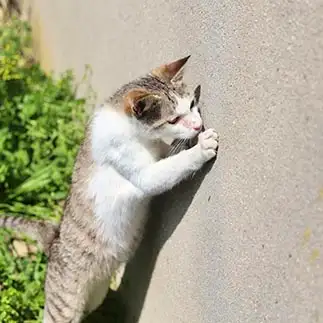 歯の硬さに自信がありすぎるネコ　　土居　一彦さん