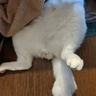 おっぴろげすぎるネコ　　うっちゃんさん