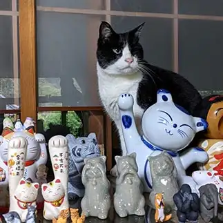 置物にしては大きすぎるネコ　　林いつこさん