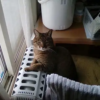 さむすぎるネコ　　オリーブさん