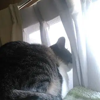 あえてカーテン越しに外を眺めすぎるネコ　　ｃｏｎｅｃｏさん