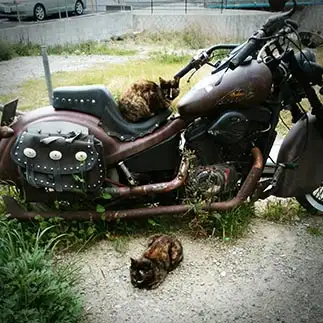 改造廃車バイクで鎮座しガンとばしすぎるネコ　　なめ猫ｔｗｉｎｓさん