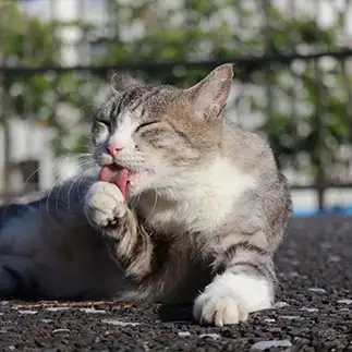 アイスクリームがおいしすぎるネコ　　はんちゃんさん