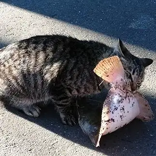 盗んだ魚がデカすぎるネコ　　おいにゃんさん
