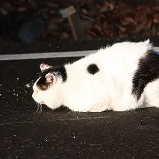 クリックしたくなるマウスすぎるネコ　　おいにゃんさん