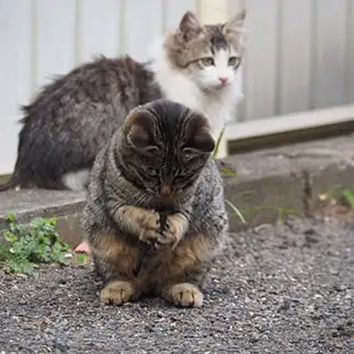 ゲームに夢中すぎるネコ　　黒猫カレンさん