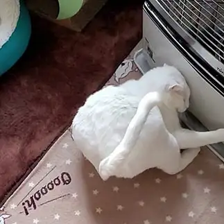 誰にも渡さないすぎるネコ　　yamawaiisoraさん