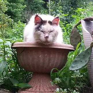 ねこ花咲きました、植木鉢フィットしすぎるネコ　　モグモグさん