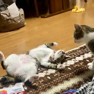 あ、見られちゃった？すぎるネコ　　ゆうきさん