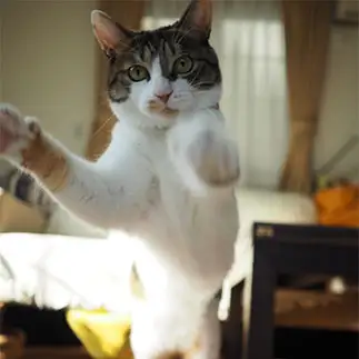 飼い主さんに対するデーブイの現行犯すぎるネコ　　kuroneko_120さん