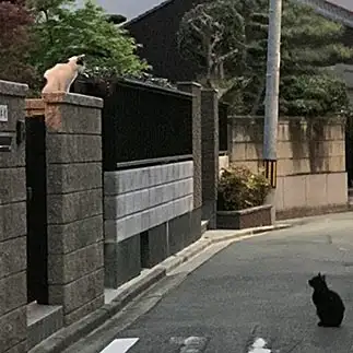ロミオとジュリエットすぎるネコ　　からくりぴーちさん