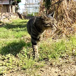 フラミンゴのような一本足すぎるネコ　　トラのハナさん
