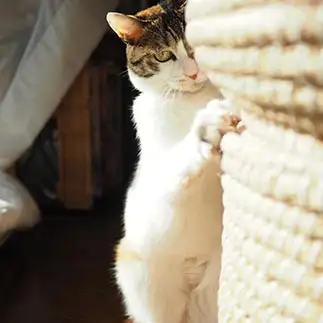 陰ながら、お慕い申し上げております・・・すぎるネコ　　kuroneko_120さん