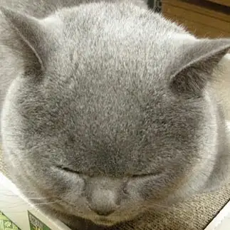 石仏すぎるネコ　　石頭さん