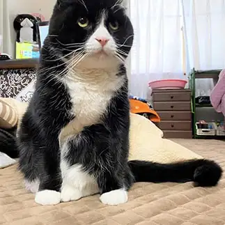 上目遣いすぎるネコ　　tachiさん
