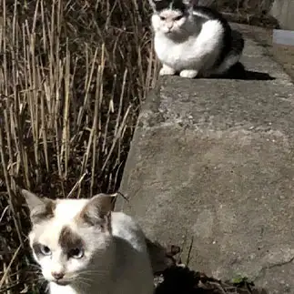 視線が痛すぎるネコ　　えいこ８さん