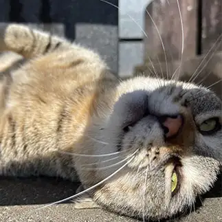 もっ、燃えつきちまったぜ…すぎるネコ　　ハムカツさん