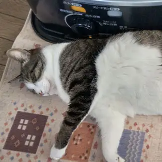 ストーブが消えても、余熱を味わいすぎるネコ　　ムートーままさん
